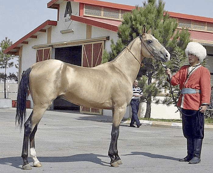 Precio de caballo de Akhal -Teke - 7 - julio 18, 2022