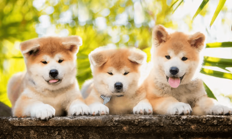 Precio de Cachorros de Akita - 3 - julio 19, 2022
