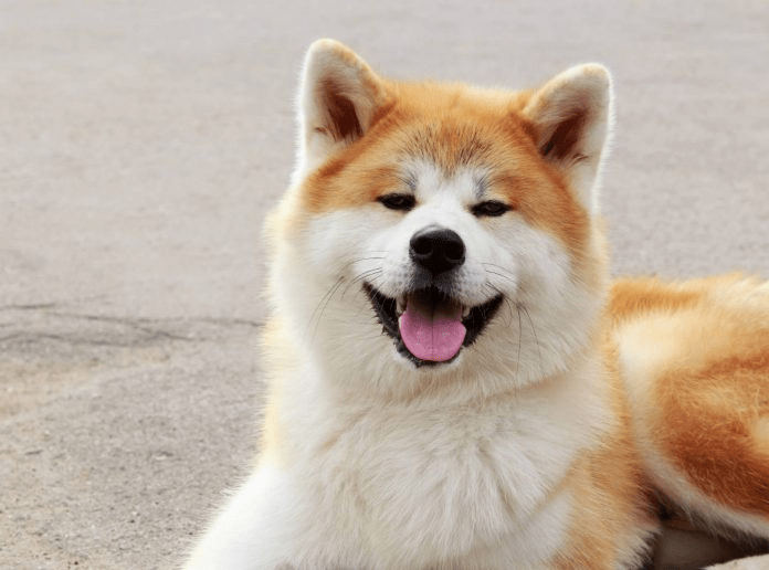 Precio de Cachorros de Akita - 27 - julio 19, 2022