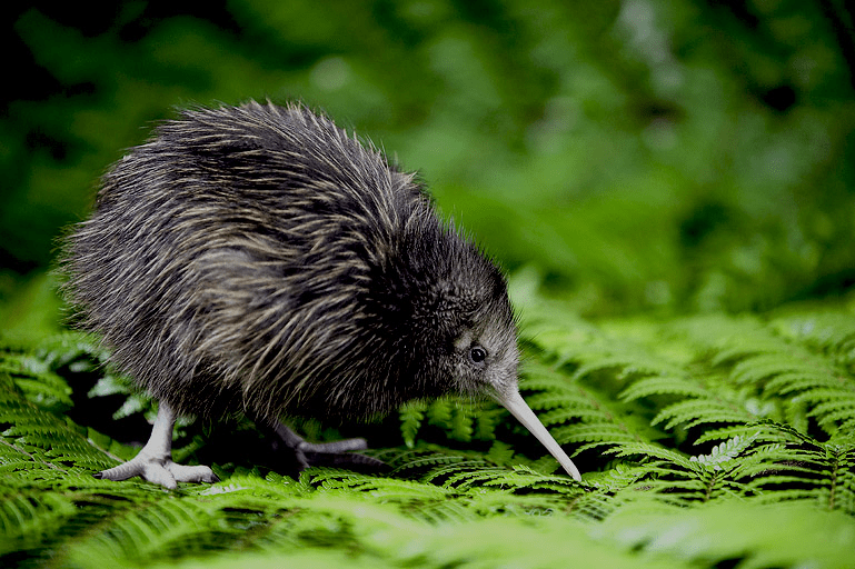 Precio de Pájaros de Kiwi - en 2022 - 7 - julio 22, 2022