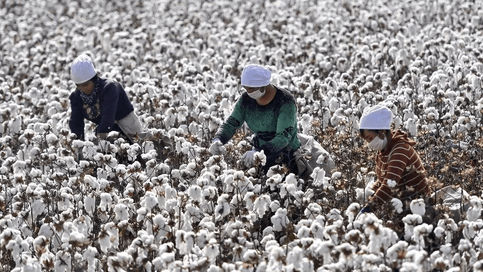 Precio de algodón - en 2022 - 7 - julio 23, 2022