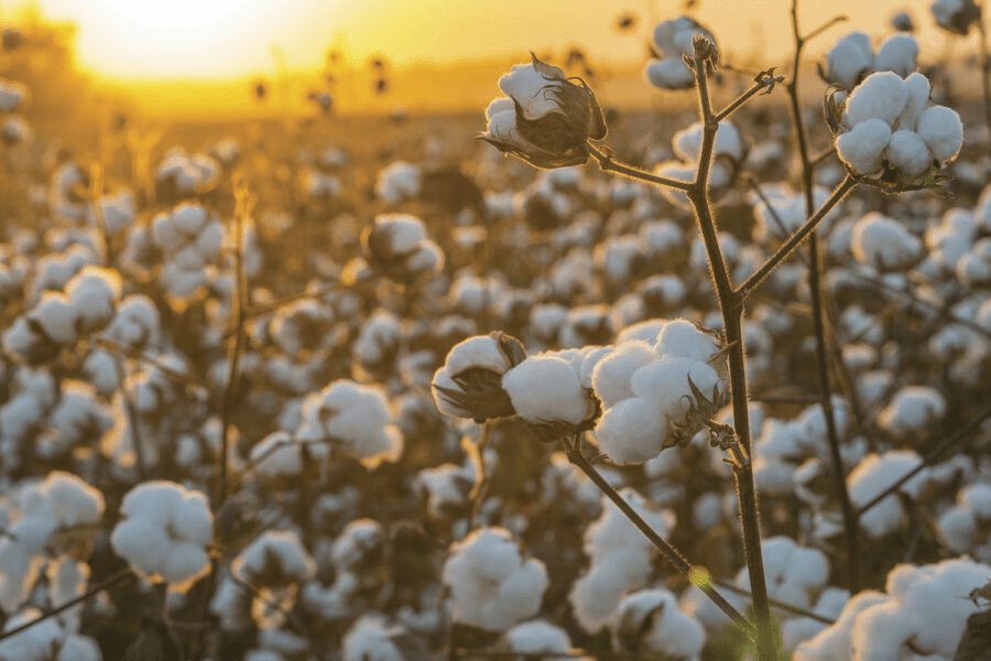 Precio de algodón - en 2022 - 5 - julio 23, 2022