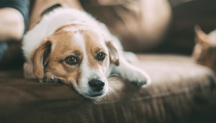 Precio de sedación de perros - en 2022 - 3 - julio 26, 2022
