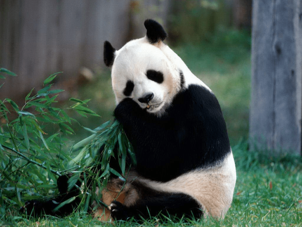¿Son peligrosos los pandas? - 1 - julio 28, 2022