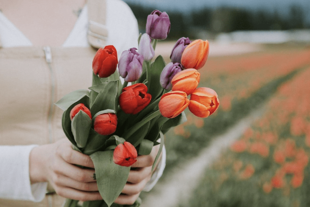 El Precio de los tulipanes en 2022 - 3 - julio 8, 2022