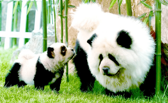 Precio de perros de panda - en 2022 - 3 - julio 8, 2022