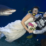 Precio de boda en el  acuario de Monterey Bay - en 2022