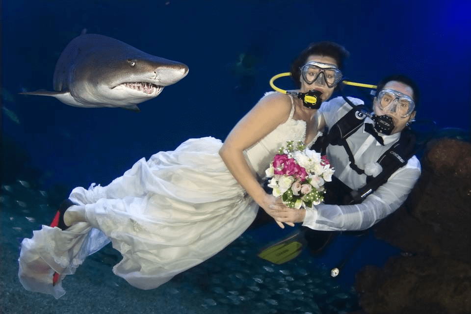 Precio de boda en el acuario de Monterey Bay - en 2022 - 1 - julio 11, 2022