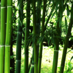 El Precio de las plantas de bambú, en 2022