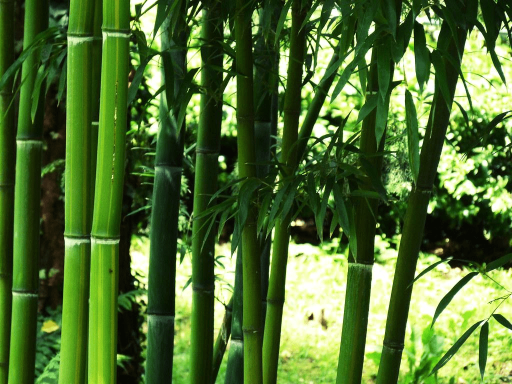 El Precio de las plantas de bambú, en 2022 - 13 - julio 12, 2022