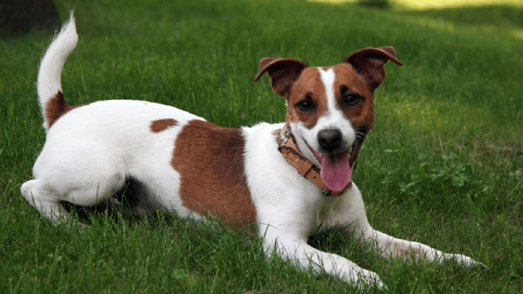 Precio de Jack Russell Terrier - en 2022 - 3 - julio 12, 2022