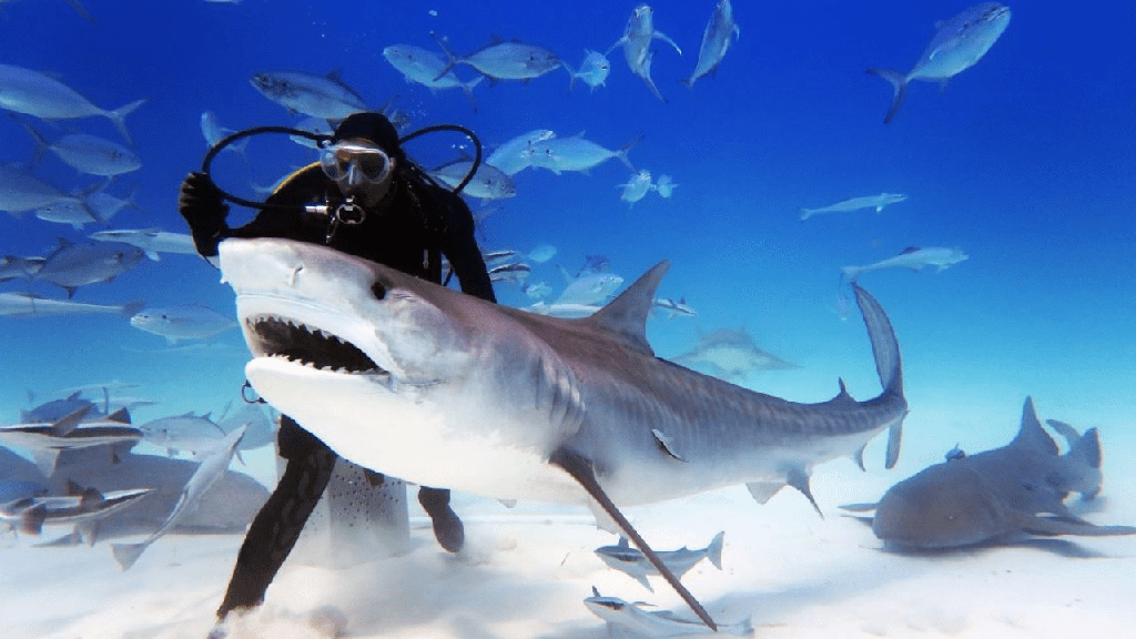 El Precio de nadar con Tiburones, en 2022 - 3 - julio 13, 2022