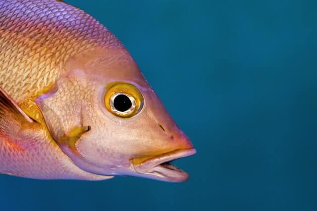 7 peces increíbles con labios grandes (con fotos) - 9 - agosto 1, 2022