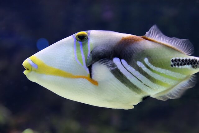 7 peces increíbles con labios grandes (con fotos) - 15 - agosto 1, 2022