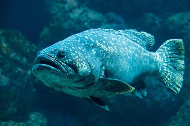7 peces increíbles con labios grandes (con fotos) - 17 - agosto 1, 2022