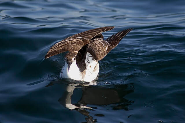 13 Aves de buceo de agua increíbles (con fotos) - 19 - agosto 11, 2022