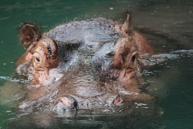 ¿Los hipopótamos comen carne? [¿Son los hipopótamos carnívoros?] - 7 - agosto 22, 2022