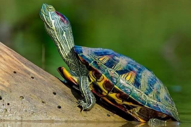 Tortugas más lindas del mundo (lista de 10 especies lindas) - 13 - agosto 24, 2022