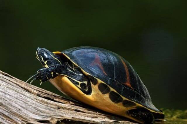 Tortugas más lindas del mundo (lista de 10 especies lindas) - 15 - agosto 24, 2022