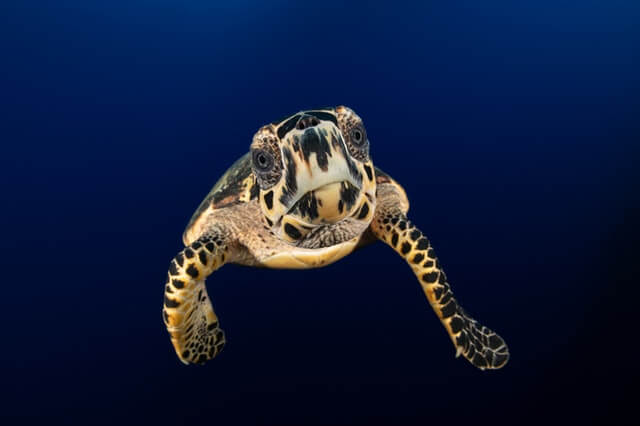 Tortugas más lindas del mundo (lista de 10 especies lindas) - 23 - agosto 24, 2022