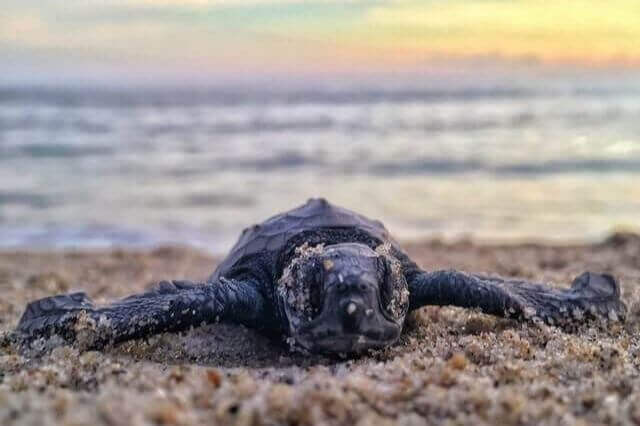 Tortugas más lindas del mundo (lista de 10 especies lindas) - 25 - agosto 24, 2022