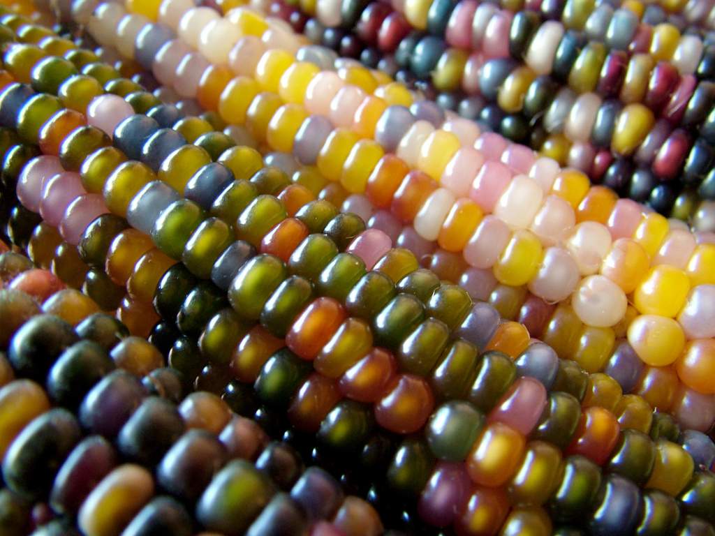 Grow Edible Rainbow Corn - 7 - agosto 30, 2022