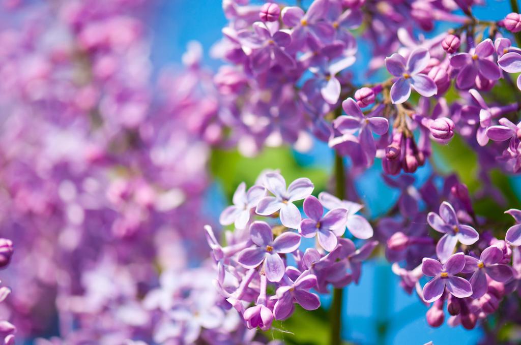Variedades lilas para plantar para el jardín más fragante - 5 - septiembre 9, 2022