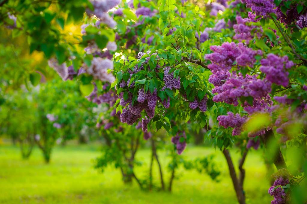Variedades lilas para plantar para el jardín más fragante - 13 - septiembre 9, 2022
