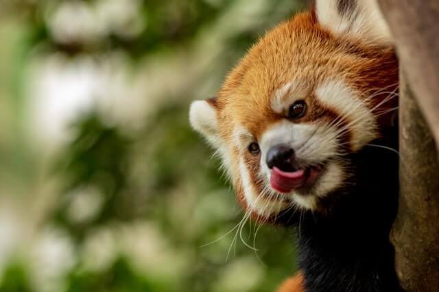 8 Animales que comen bambú (con imágenes) - 11 - agosto 29, 2022