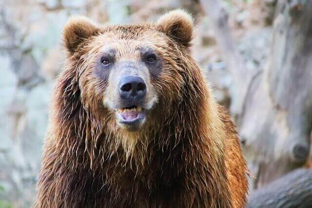 Lista de 8 especies de osos más fuertes del mundo - 13 - agosto 31, 2022