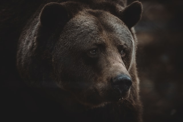 Lista de 8 especies de osos más fuertes del mundo - 15 - agosto 31, 2022