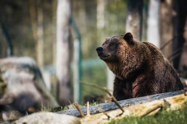 Lista de 8 especies de osos más fuertes del mundo - 17 - agosto 31, 2022