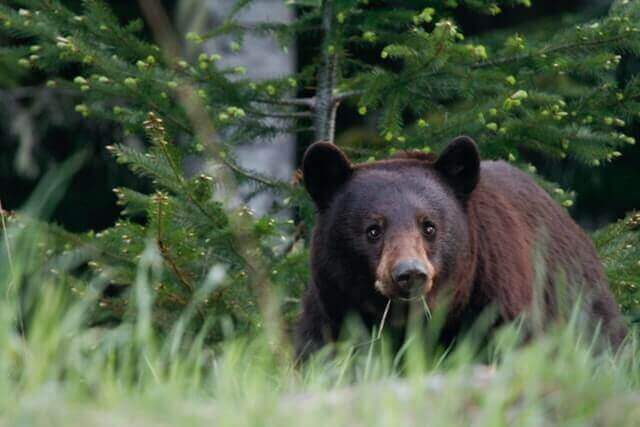 Lista de 8 especies de osos más fuertes del mundo - 19 - agosto 31, 2022