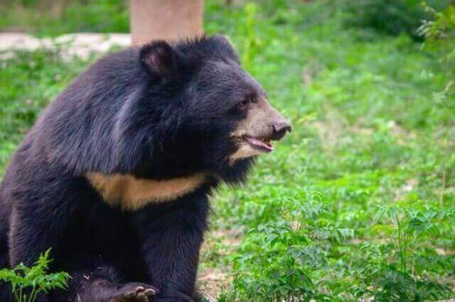 Lista de 8 especies de osos más fuertes del mundo - 21 - agosto 31, 2022