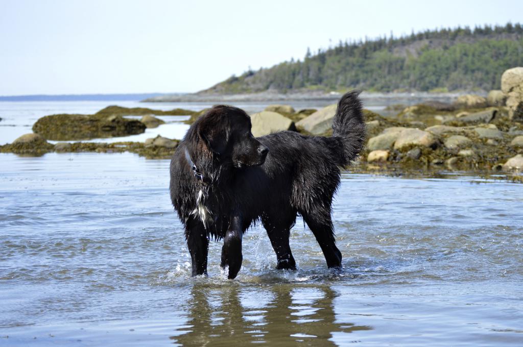 Las fotos de perros de Terranova muestran lo enormes que son - 9 - septiembre 21, 2022