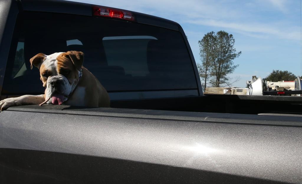 ¿Es seguro conducir con un perro en una cama de camión? - 7 - septiembre 14, 2022