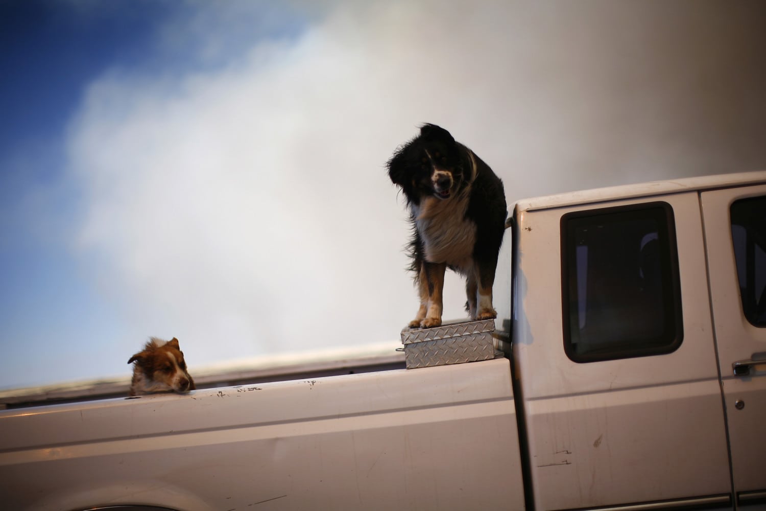 ¿Es seguro conducir con un perro en una cama de camión? - 9 - septiembre 14, 2022