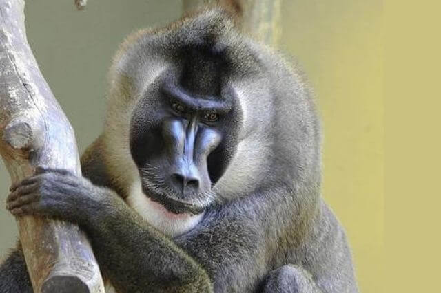 5 Especies de mono más fuertes del mundo - 13 - octubre 13, 2022