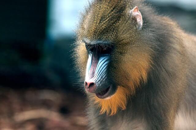 5 Especies de mono más fuertes del mundo - 15 - octubre 13, 2022