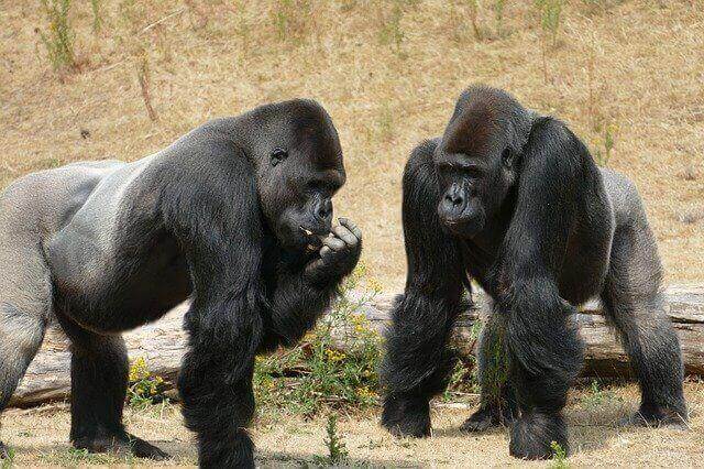 Gorilla vs Hippo: ¿Quién ganaría en una pelea? - 17 - octubre 4, 2022