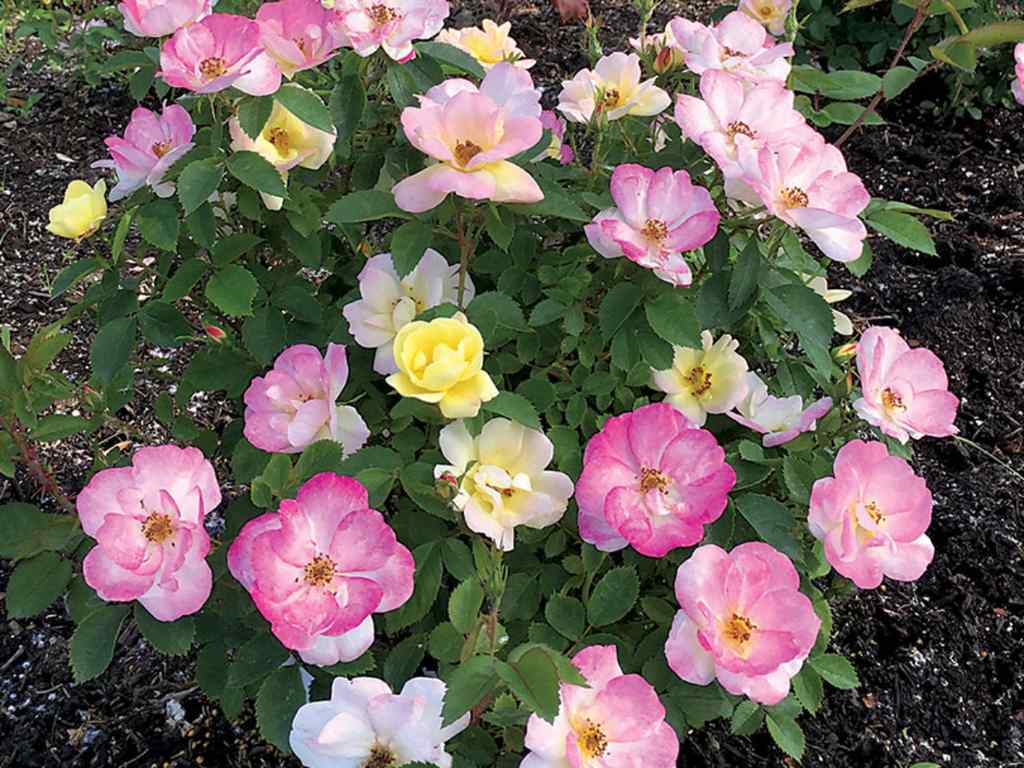 Rosas de limonada de durazno agregue el color de primavera a los jardines - 7 - octubre 11, 2022