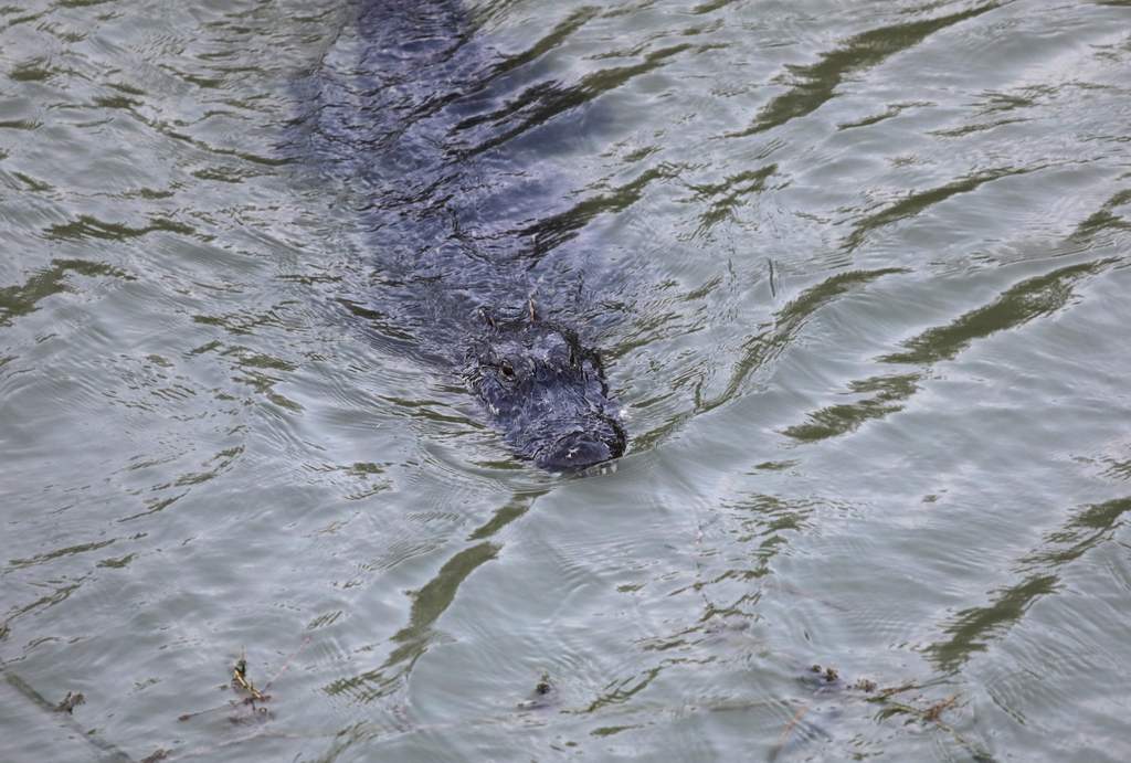 Un cocodrilo apareció en una playa de la ciudad de Panamá - 13 - octubre 13, 2022