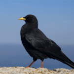 Pájaros negros con picos amarillos (11 ejemplos con imágenes)
