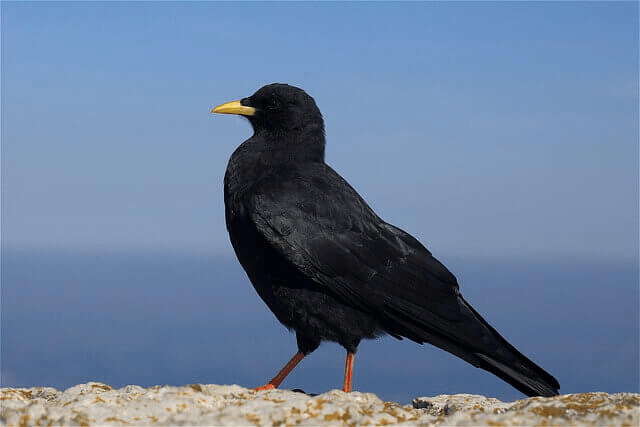 Pájaros negros con picos amarillos (11 ejemplos con imágenes) - 3 - julio 29, 2022