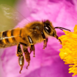 Plantas que mantienen a las abejas alejadas