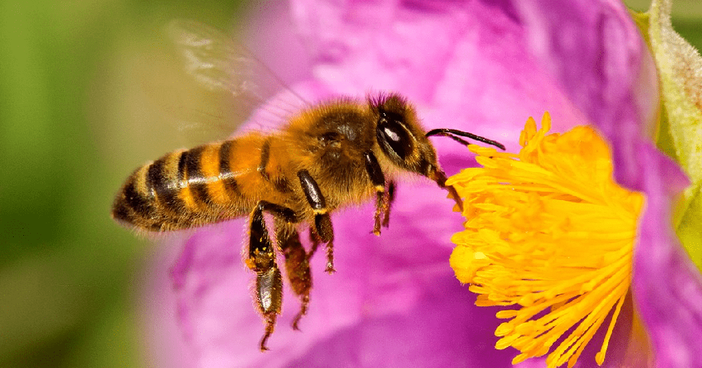 Plantas que mantienen a las abejas alejadas - 1 - agosto 15, 2022