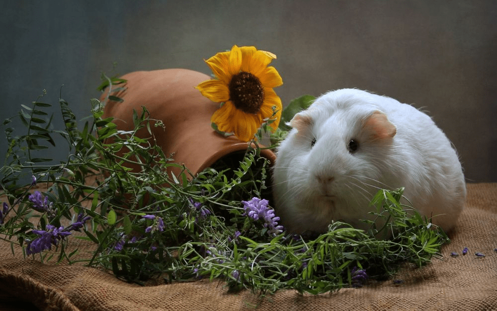 ¡10 roedores más lindos de todos! - 3 - agosto 15, 2022