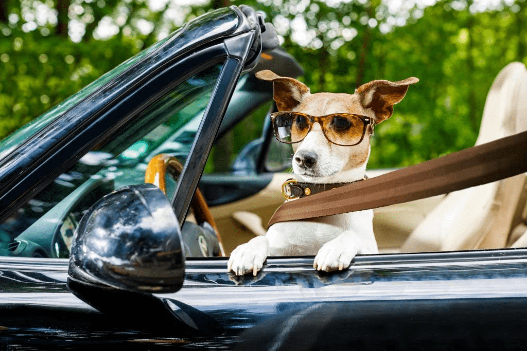 10 mejores autos para dueños de perros: la mayoría de los autos amigables con los perros (2022) - 1 - agosto 9, 2022