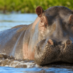 ¿Son los hipopótamos peligrosos? ¿Los hipopótamos comen humanos?