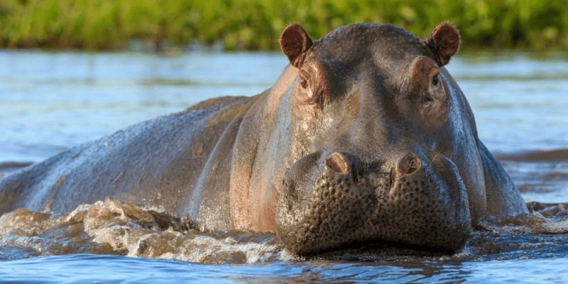 ¿Son los hipopótamos peligrosos? ¿Los hipopótamos comen humanos? - 3 - agosto 17, 2022